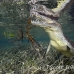 crocodile_american_chiq_jar_h_0282_cub2439.jpg